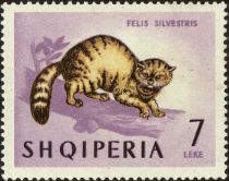 Wildcat (Felis silvestris)