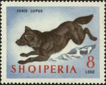 Gray Wolf (Canis lupus)