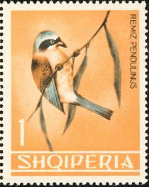 Eurasian Penduline Tit (Remiz pendulinus)