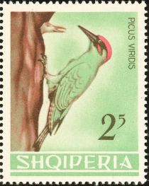 European  Green Woodpecker (Picus viridis)