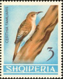 Eurasian Treecreeper (Certhia familiaris)