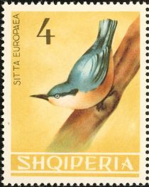 Eurasian Nuthatch (Sitta europaea)