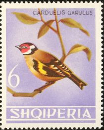 European Goldfinch (Carduelis carduelis)