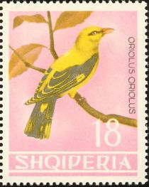 Eurasian Golden Oriole (Oriolus oriolus)