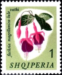 Hummingbird Fuchsia (Fuchsia magellanica)