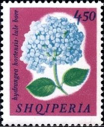 French Hydrangea (Hydrangea macrophylla)