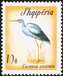 White Stork (Ciconia ciconia)