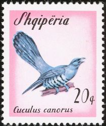 Common Cuckoo (Cuculus canorus)