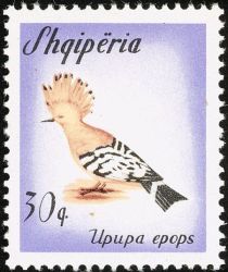 Hoopoe (Upupa epops)