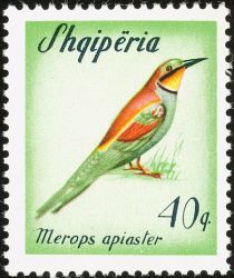 European Bee-eater (Merops apiaster)