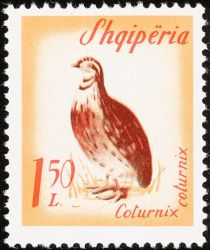 Common Quail (Coturnix coturnix)