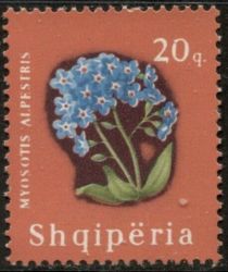 Alpine Forget-me-not (Myosotis alpestris)