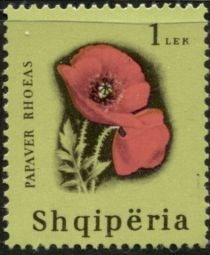 Common poppy (Papaver rhoeas)