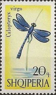 Beautiful Demoiselle (Calopteryx virgo)