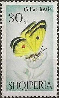 Pale Clouded Yellow (Colias hyale)