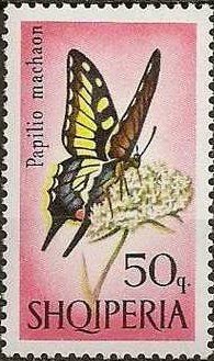 Old World Swallowtail (Papilio machaon)