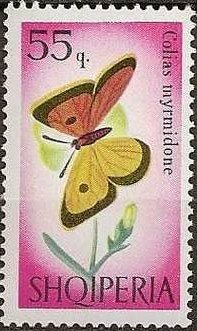 Danube Clouded Yellow (Colias myrmidone)