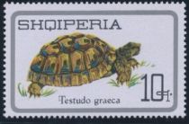 Spur-thighed tortoise (Testudo graeca)