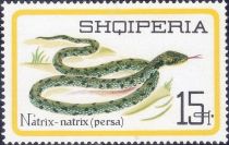 Grass Snake (Natrix natrix)