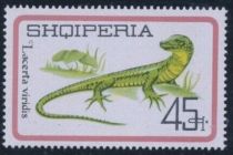 European Green Lizard (Lacerta viridis)