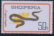 Slow Worm (Anguis fragilis)