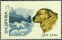 Sheep Dog (Canis lupus familiaris)