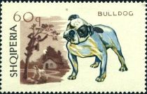 Bulldog (Canis lupus familiaris)