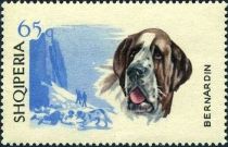 Saint Bernard Dog (Canis lupus familiaris)