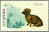 Shorthair Dachshund (Canis lupus familiaris)