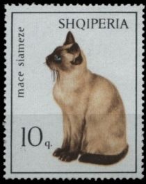 Siamese Cat (Felis silvestris catus)