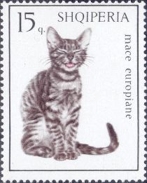 European Tabby (Felis silvestris catus)