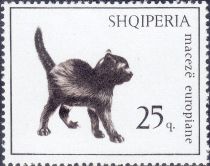 Black Kitten (Felis silvestris catus)