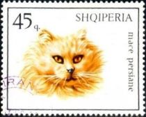 Persian Cat (Felis silvestris catus)