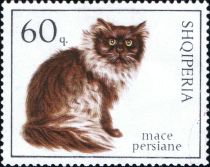 Persian Cat (Felis silvestris catus)