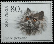 Persian Cat (Felis silvestris catus)