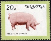 Domestic Pig (Sus scrofa domesticus)