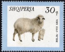 Domestic Sheep (Ovis gmelini aries)