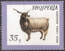 Domestic Goat (Capra aegagrus hircus)