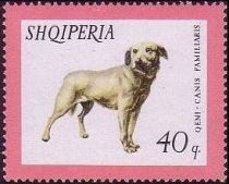 Istrian Shorthaired Hound (Canis lupus familiaris)