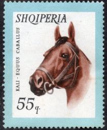 Horse (Equus ferus caballus)