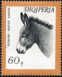 Donkey (Equus africanus asinus)