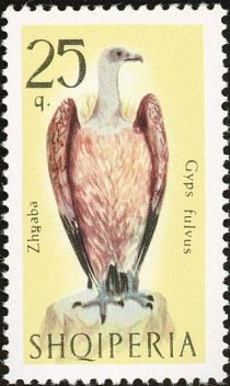 Griffon Vulture (Gyps fulvus)