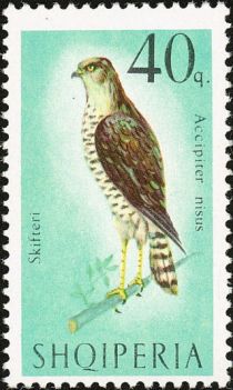 Eurasian Sparrowhawk (Accipiter nisus)