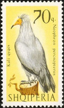 Egyptian Vulture (Neophron percnopterus)