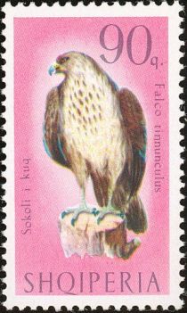 Common Kestrel (Falco tinnunculus)