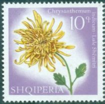 Indian chrysanthemum (Chrysanthemum indicum)