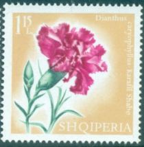 Carnation (Dianthus caryophyllus)