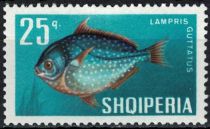 Opah (Lampris guttatus)