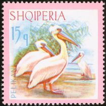 Dalmatian Pelican (Pelecanus crispus)