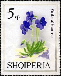 Albanian Violet (Viola magellensis)